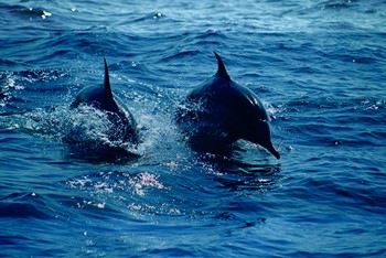 Observation de Dauphins | Snorkel  photo